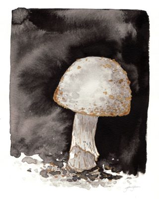 Gold Fleck Mushroom